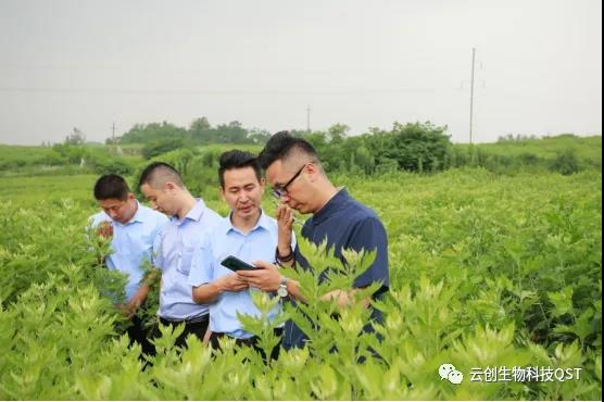 蘄善堂為艾守護(hù)之——生長(zhǎng)期欲與蘄艾比身高